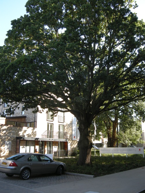 Accordia Cambridge Residential Development - Retained Mature Trees
