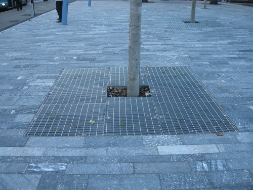 Warrior Square, Southend-on-Sea - Newly Planted Tree in Paved Areas